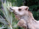 Image: Camel Smile